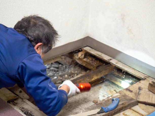 Greencastle, PA Mold Removal Company